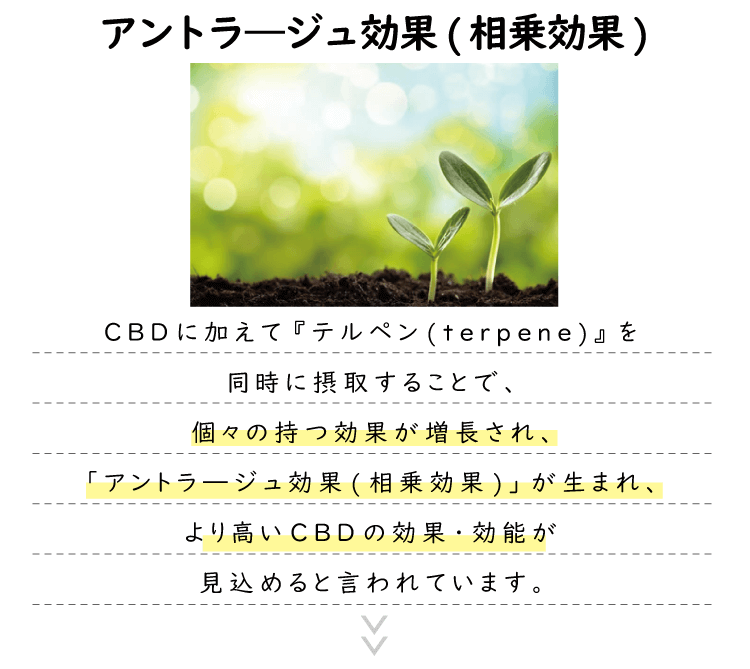 アントラ―ジュ効果(相乗効果)CBDに加えて『テルペン(terpene)』を同時に摂取することで、個々の持つ効果が増長され、「アントラ―ジュ効果(相乗効果)」が生まれ、より高いCBDの効果・効能が見込めると言われています。